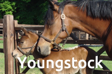 Youngstock section